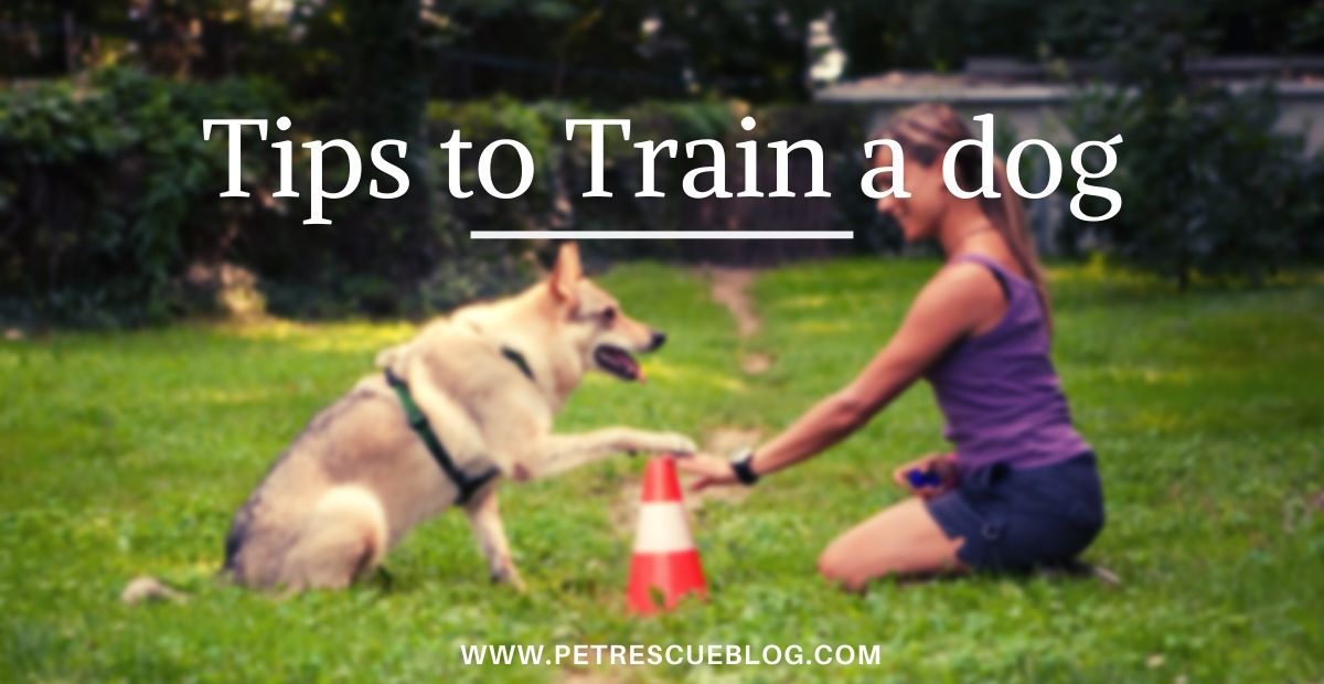Tips for an Obedient Dog