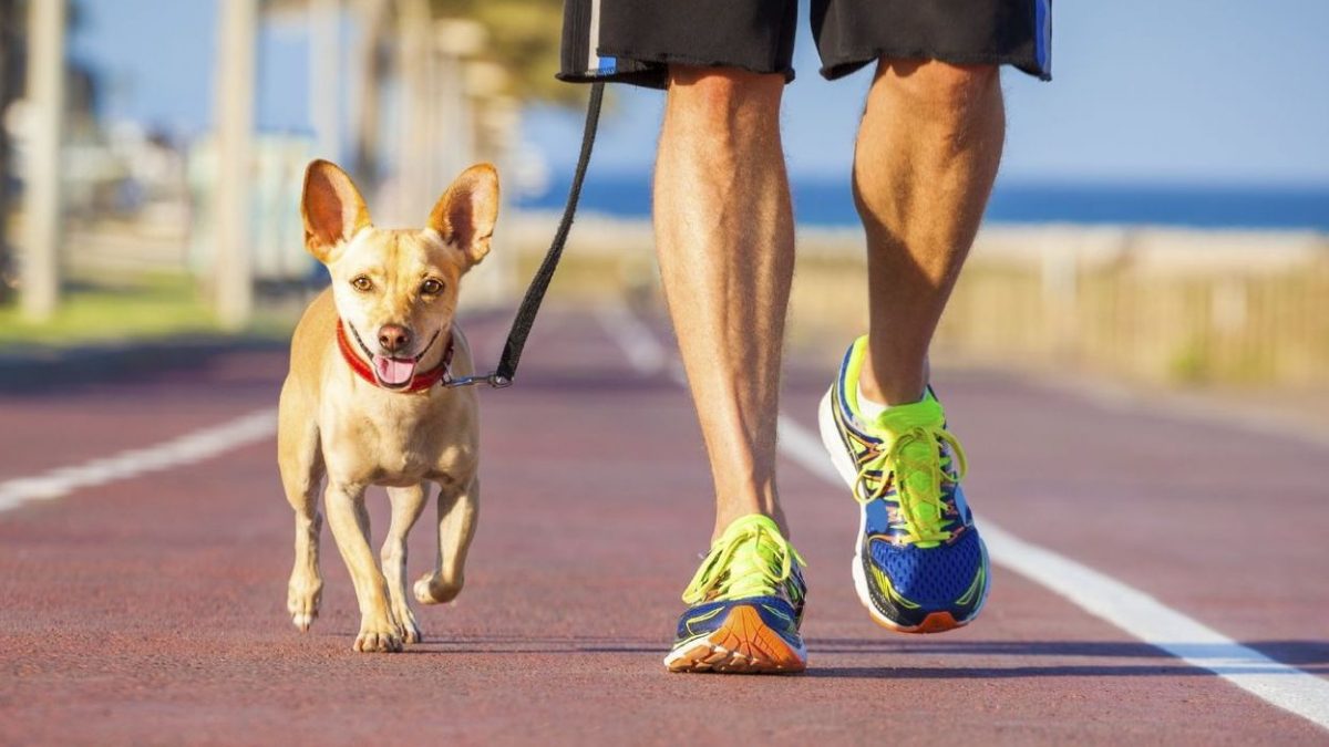 Dog Fitness