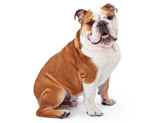 English Bulldog