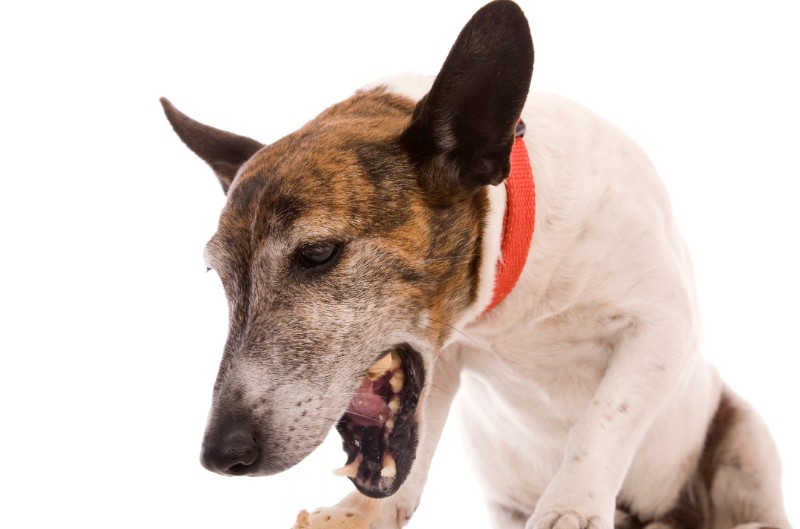 Kennel Cough in Dogs