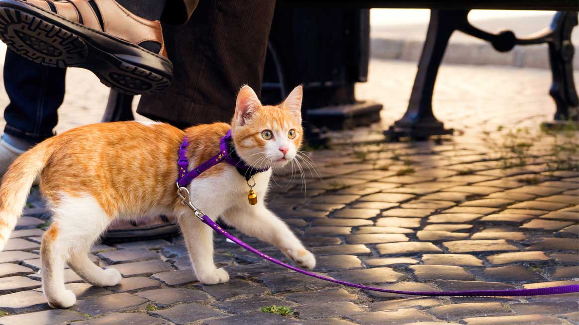 Mistakes to Avoid While Cat Training