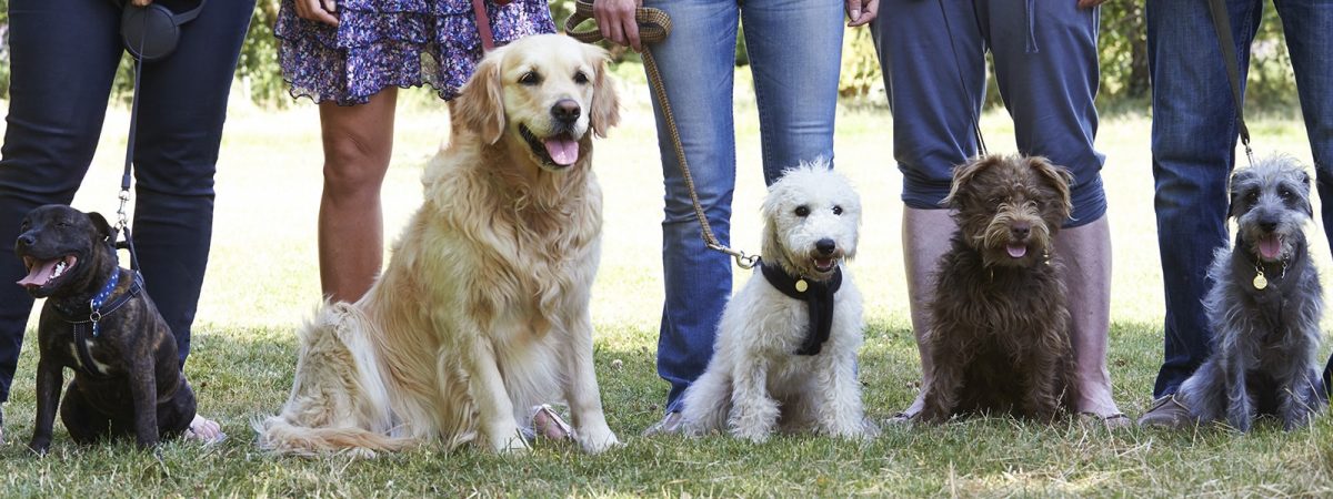 How to socialize a senior puppy
