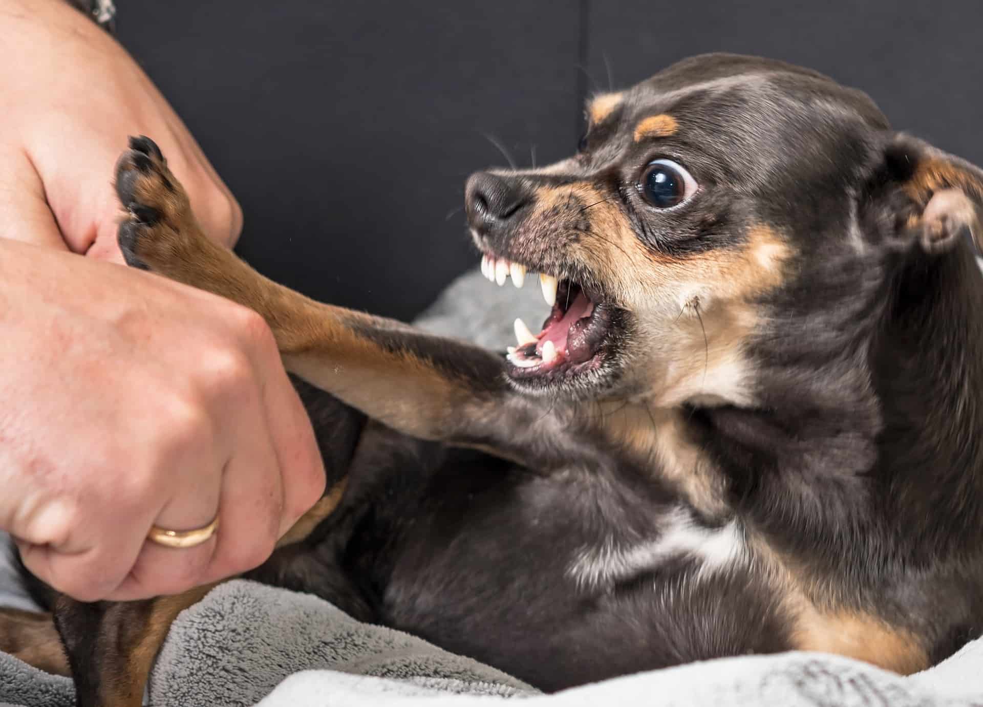 Pet Aggression