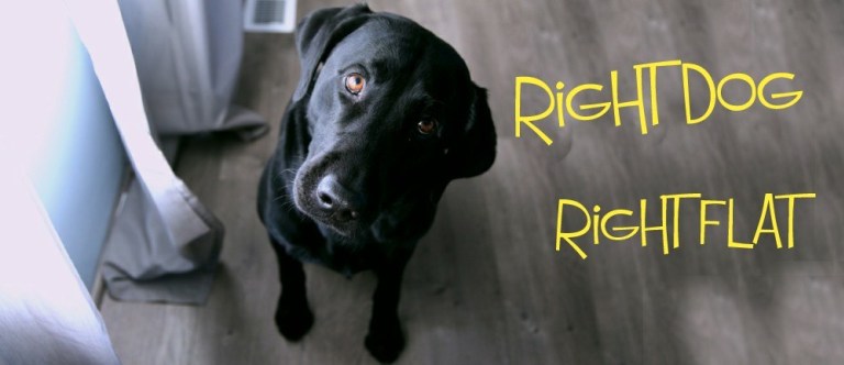 Tips for Living in a Small Space with Pets