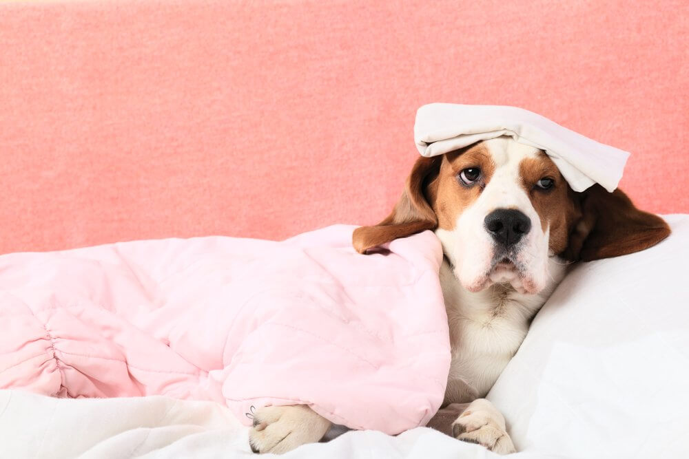 Dog Flu: What You Need To Know Before Traveling With Your Pet 1