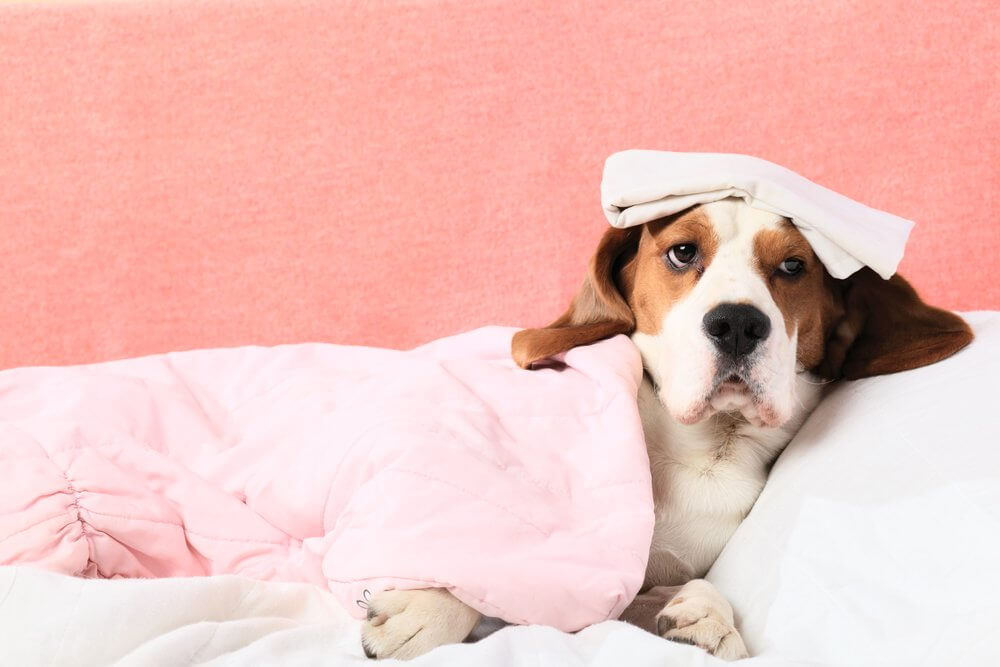 Dog Flu: What You Need To Know Before Traveling With Your Pet Dog Flu: What You Need To Know Before Traveling With Your Pet