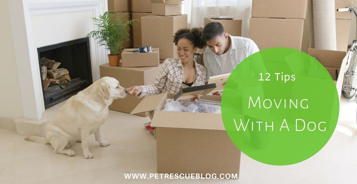 Moving with a Dog From A House To An Apartment