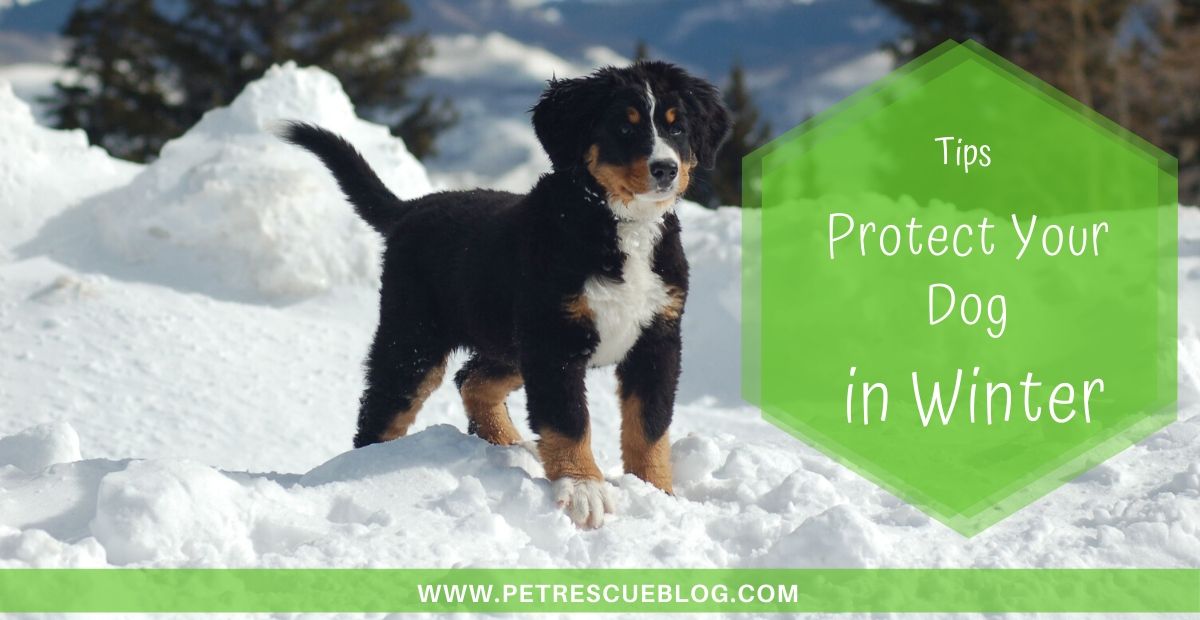 5 Tips To Protect Your Dog During The Winter