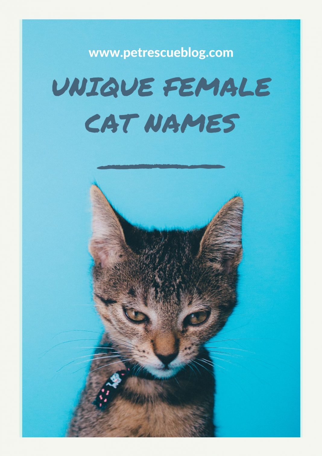 200+ Funny, Cute, Unique Female Cat Names For Your Cute Mate
