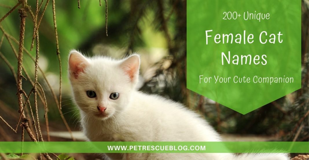 200+ Funny, Cute, Unique Female Cat Names for Your Cute Mate