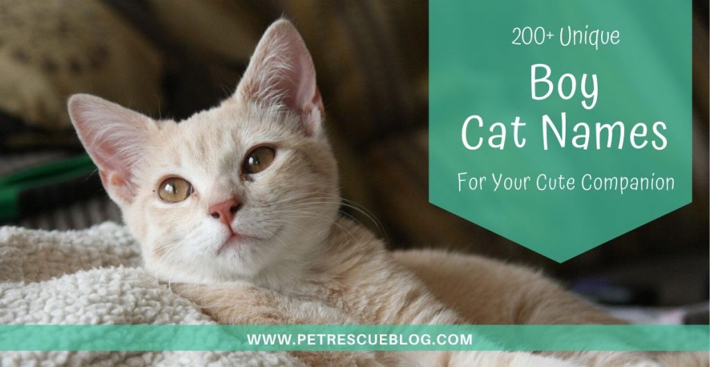Boy Cat Names 400+ Cute Kitten Name Pet Rescue Blog Pet & Dogs Blog