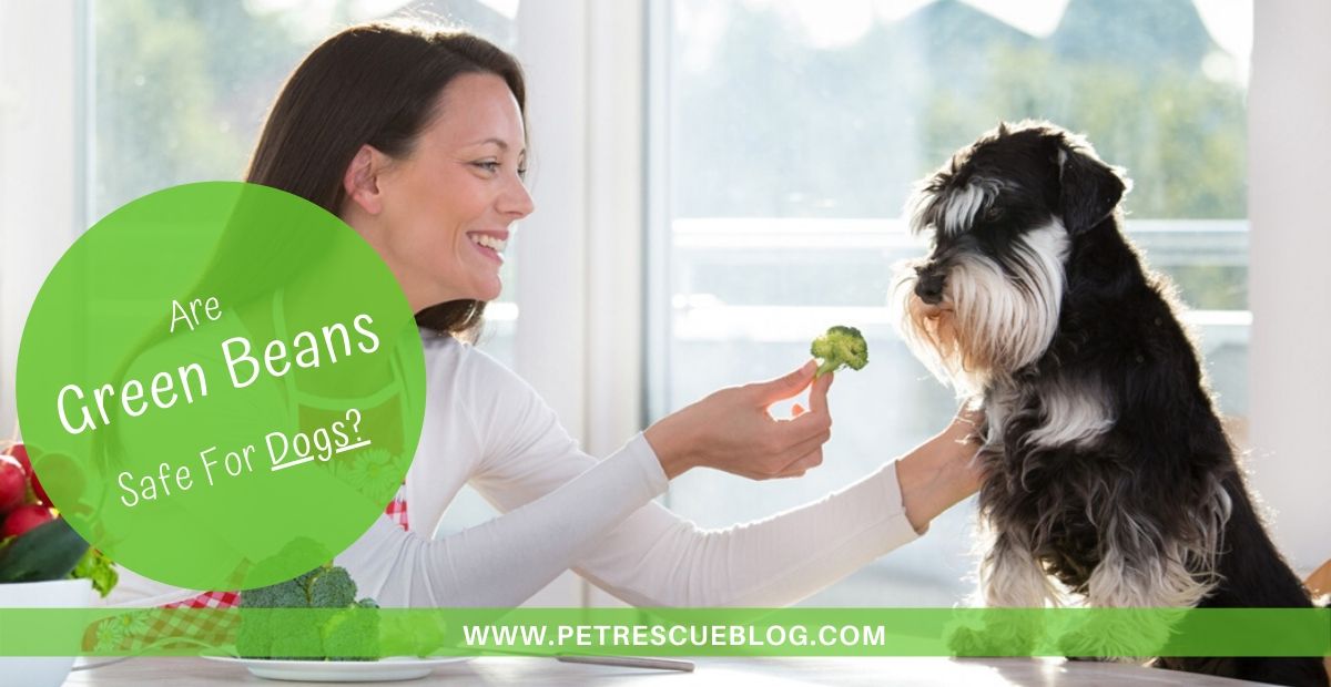 Can Dogs Eat Green Beans?