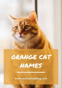 Boy Cat Names - Find the Perfect Male Kitten Name Orange Cat Names