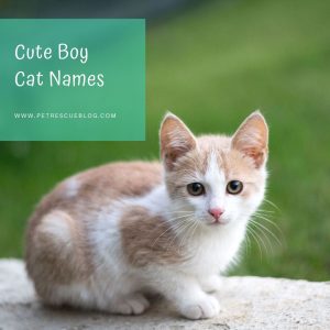 Cute Boy Cat Names