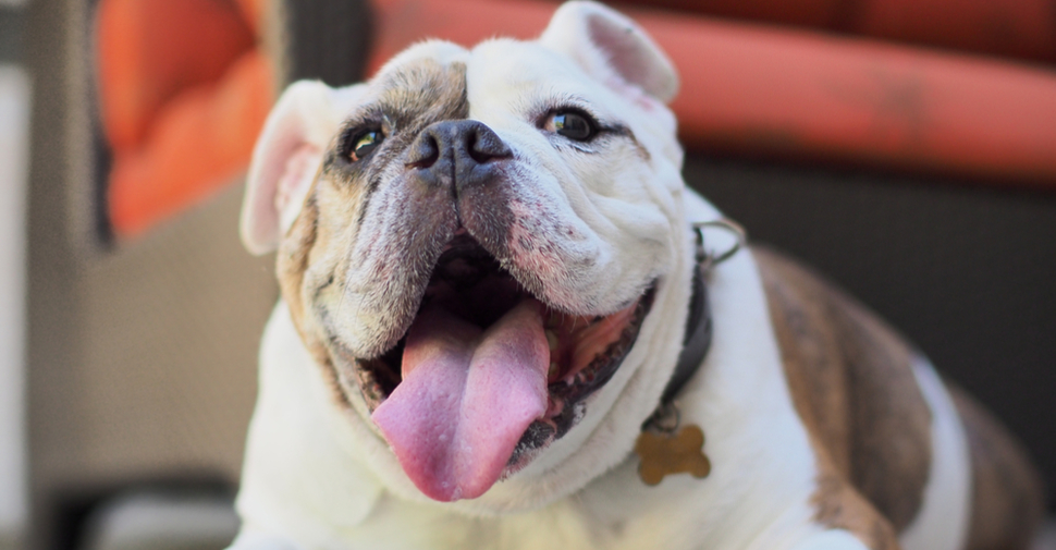 Health Benefits of Having a Pet