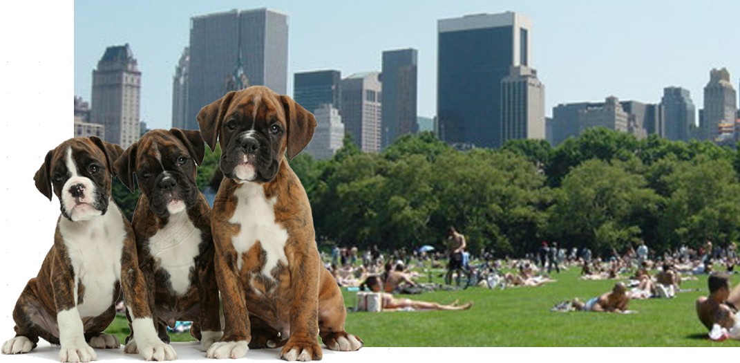 Dog Shortage in New York