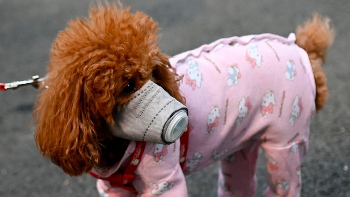 can pets get the coronavirus