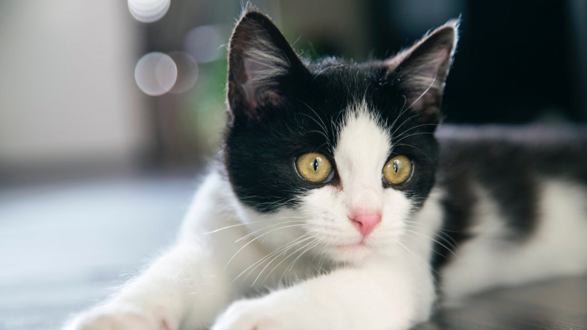 Best Cat Breeds for Beginners