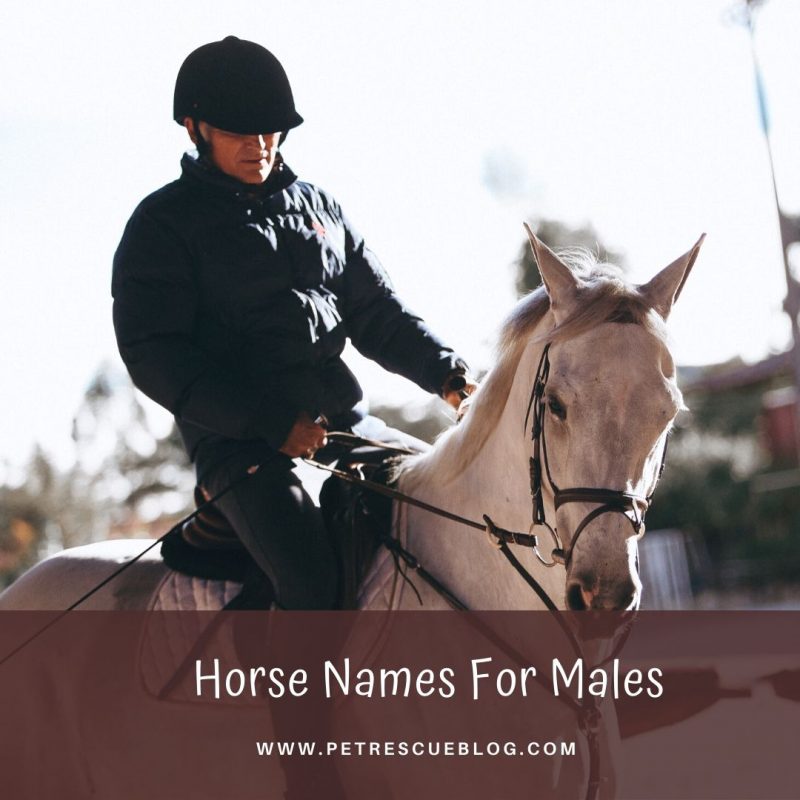 501 Horse Names For Male And Female Horse 2023 