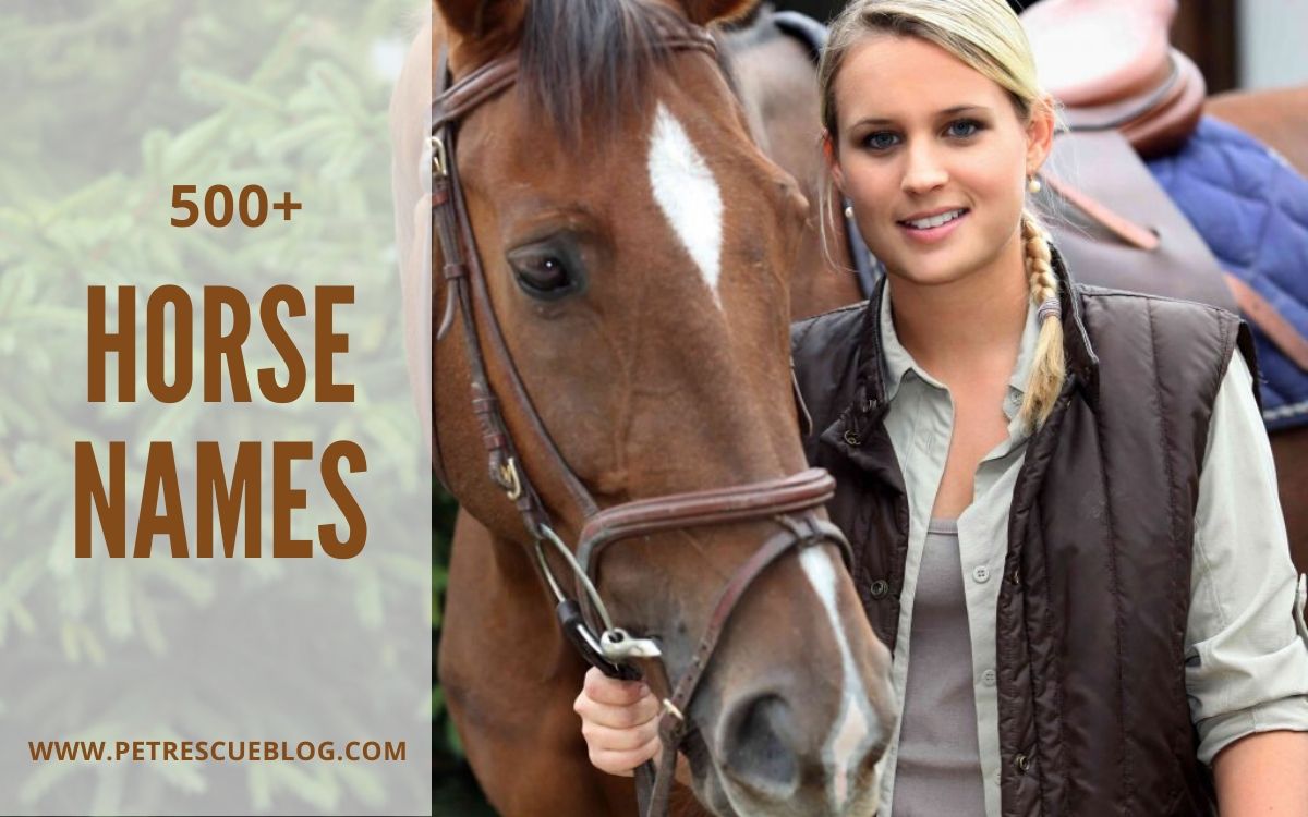 Horse Names