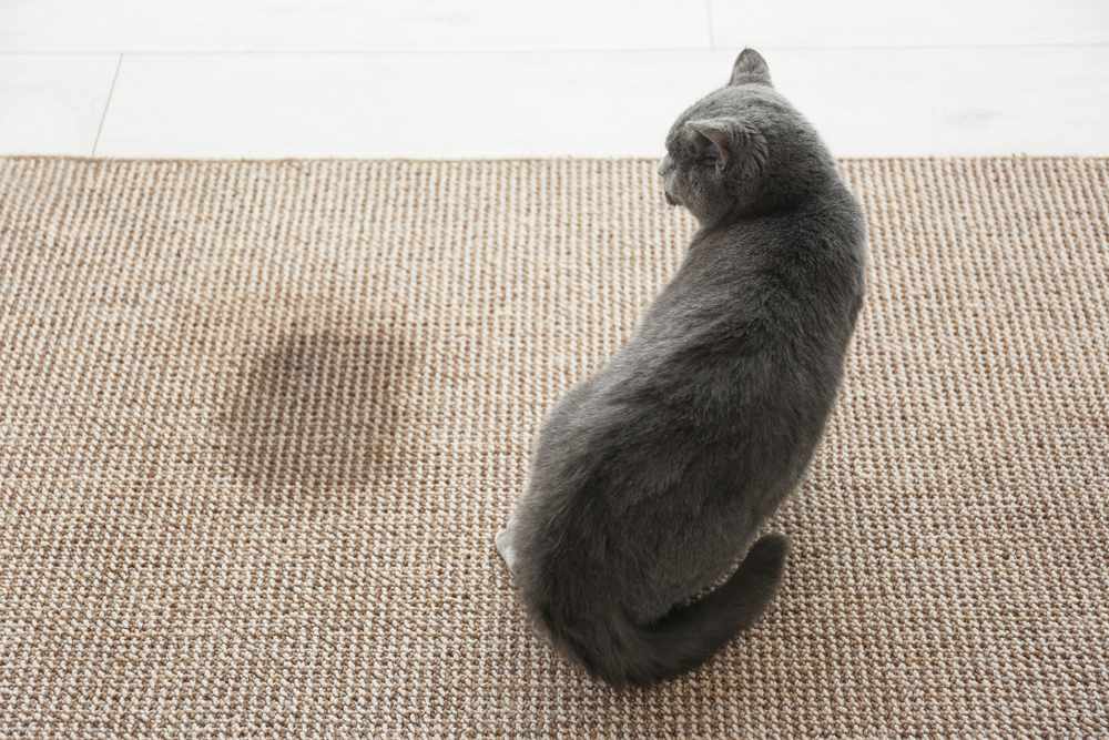 Cat Urine