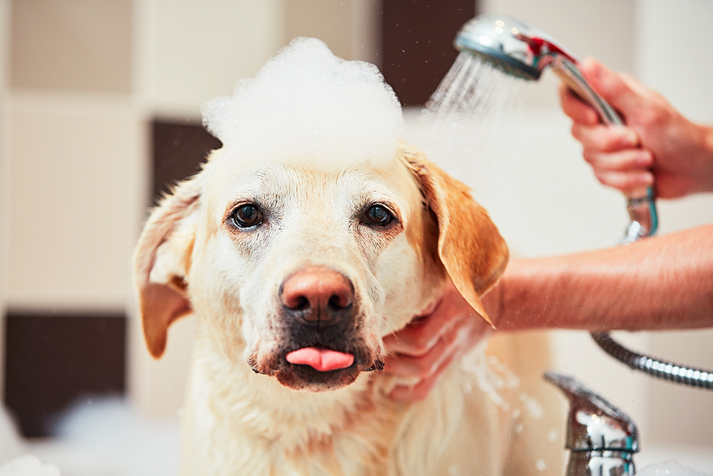 Best Dog Shampoo