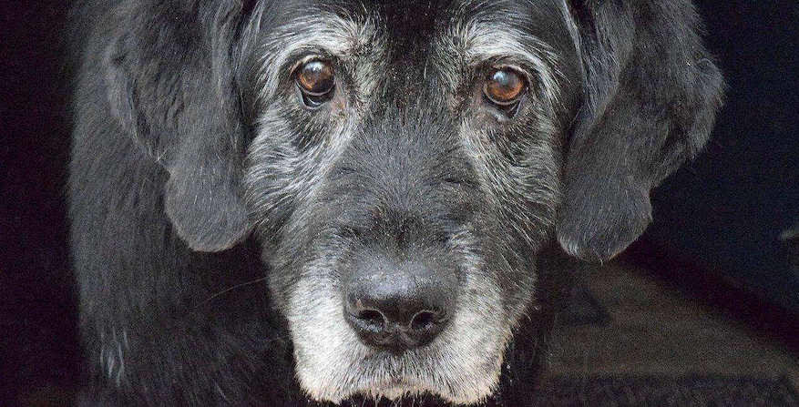 Seven Ways to Help Your Disabled Dog