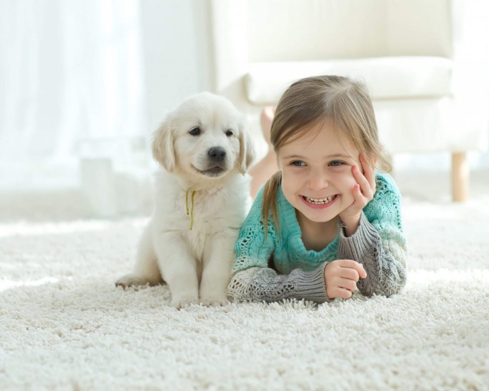 best small dog breeds