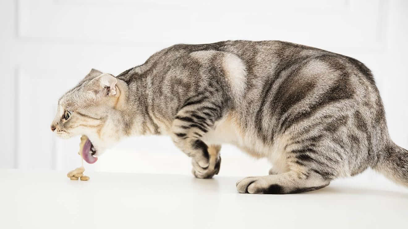 Hairballs in Cats