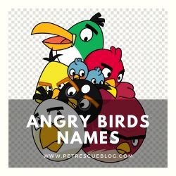 Angry Birds Names