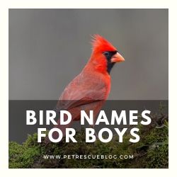 Bird Names for Boys