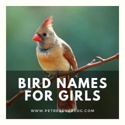 900+ Best Bird Names for Budgies, Parrots, Cocktail Bird Names for Girls