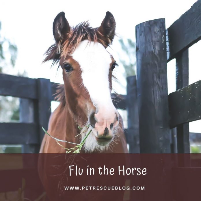 6 Most Common Horse Diseases