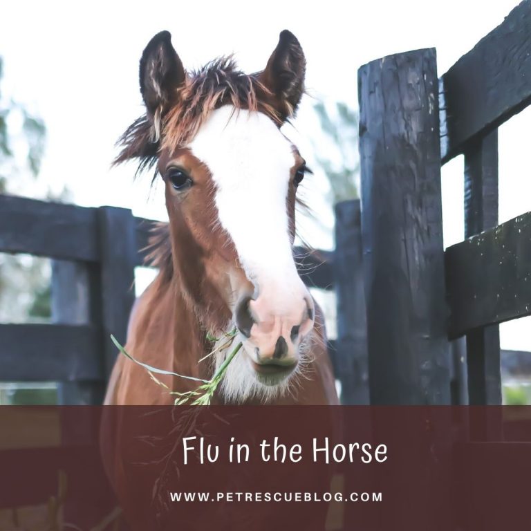 6 Most Common Horse Diseases