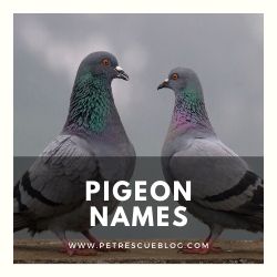 Pigeon Names