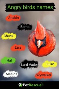 900+ Best Bird Names for Budgies, Parrots, Cockatoos and More 5 angry birds character names