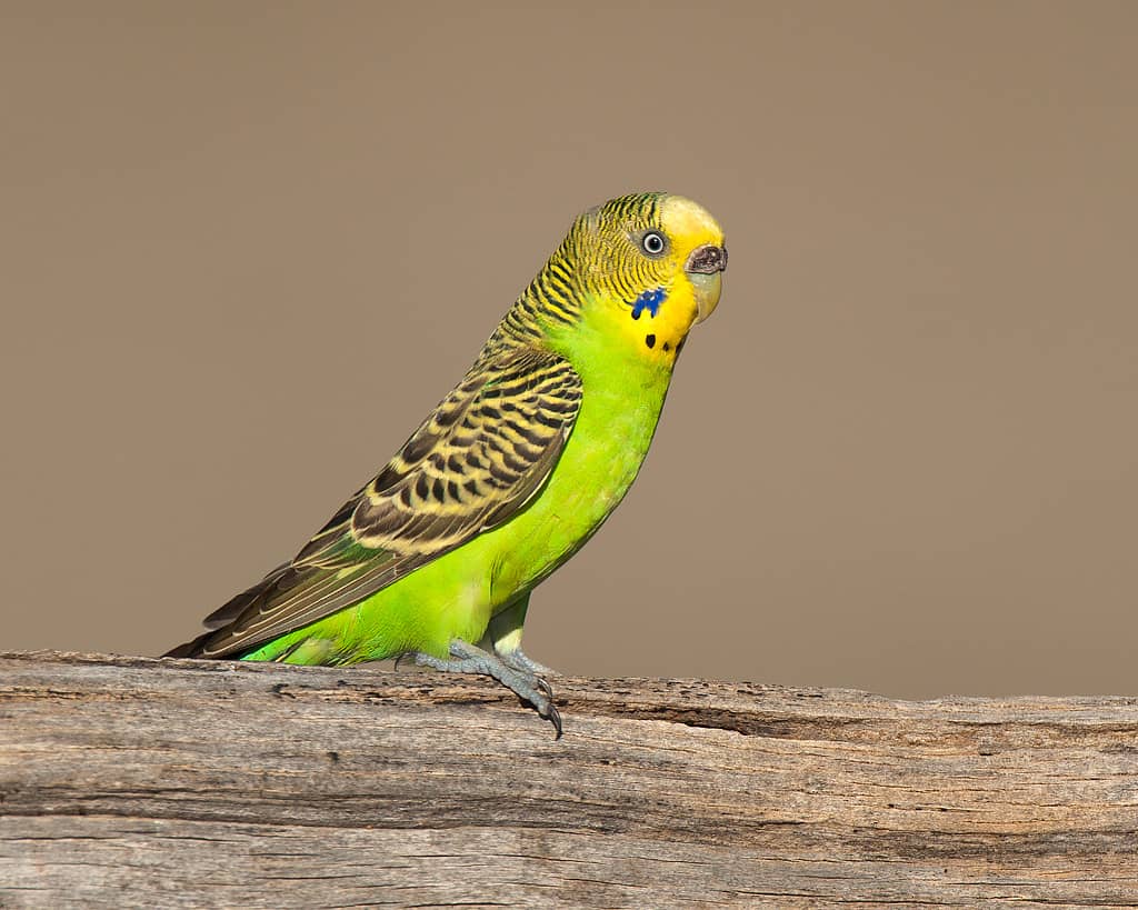 budgie names