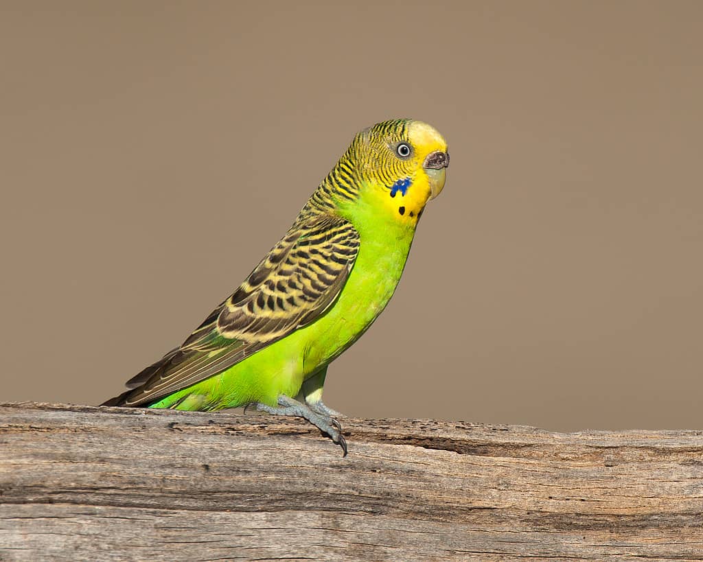 900+ Best Bird Names for Budgies, Parrots, Cocktail budgie names