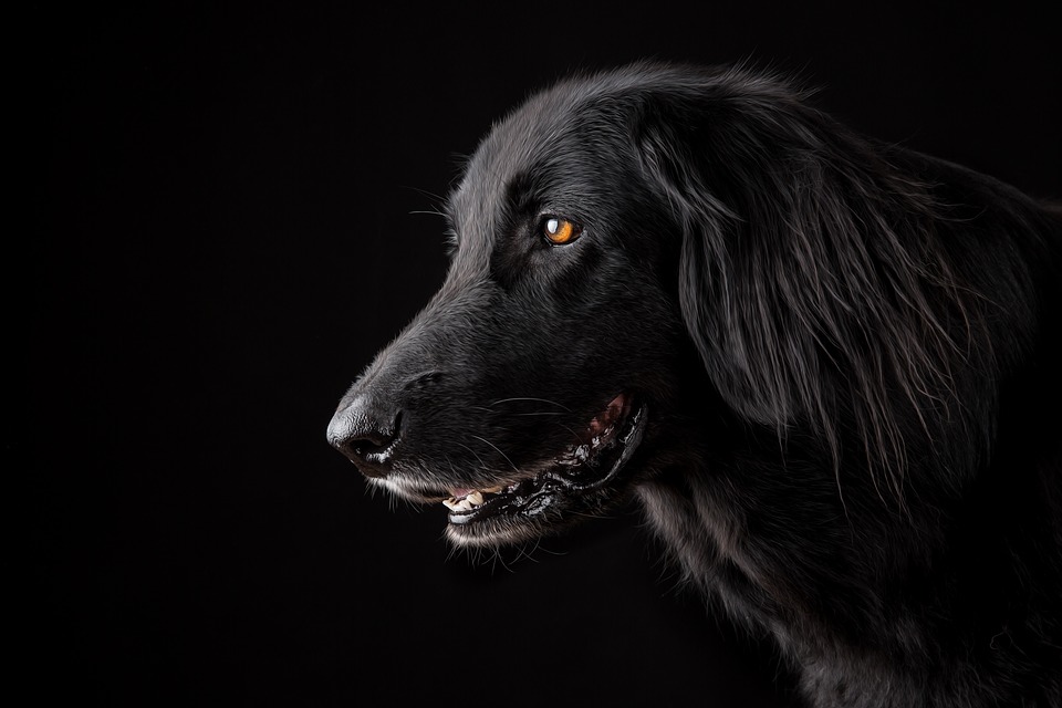 quiet dog