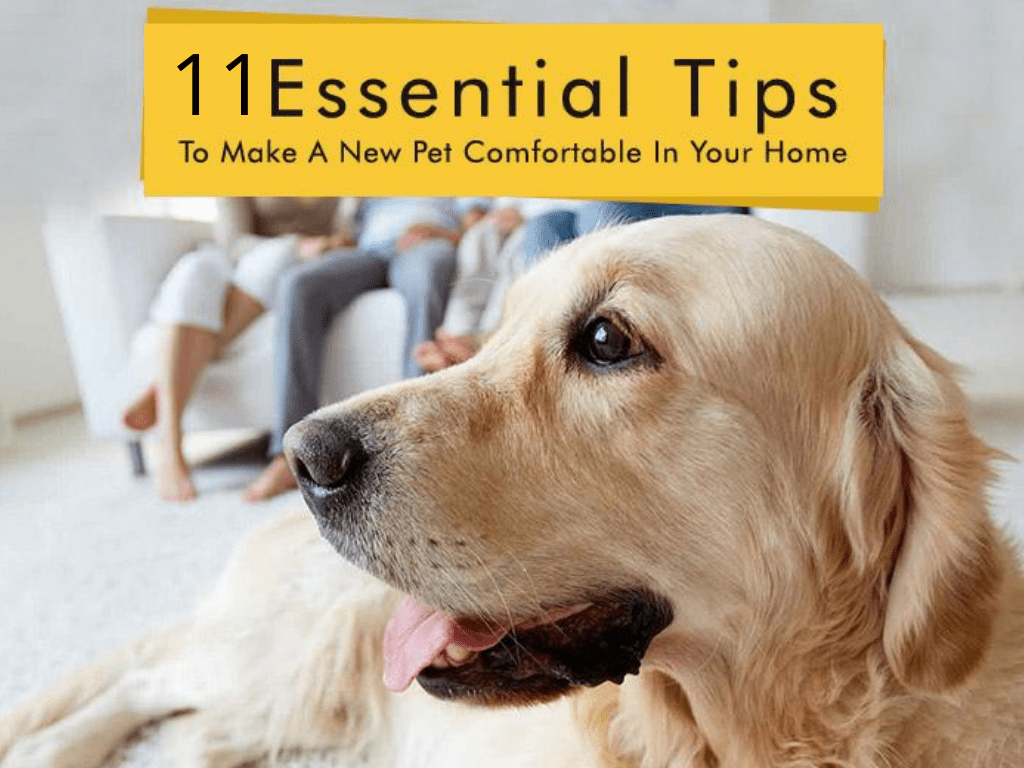 11 Essential Tips to Make New Pet Comfortable In Your Home