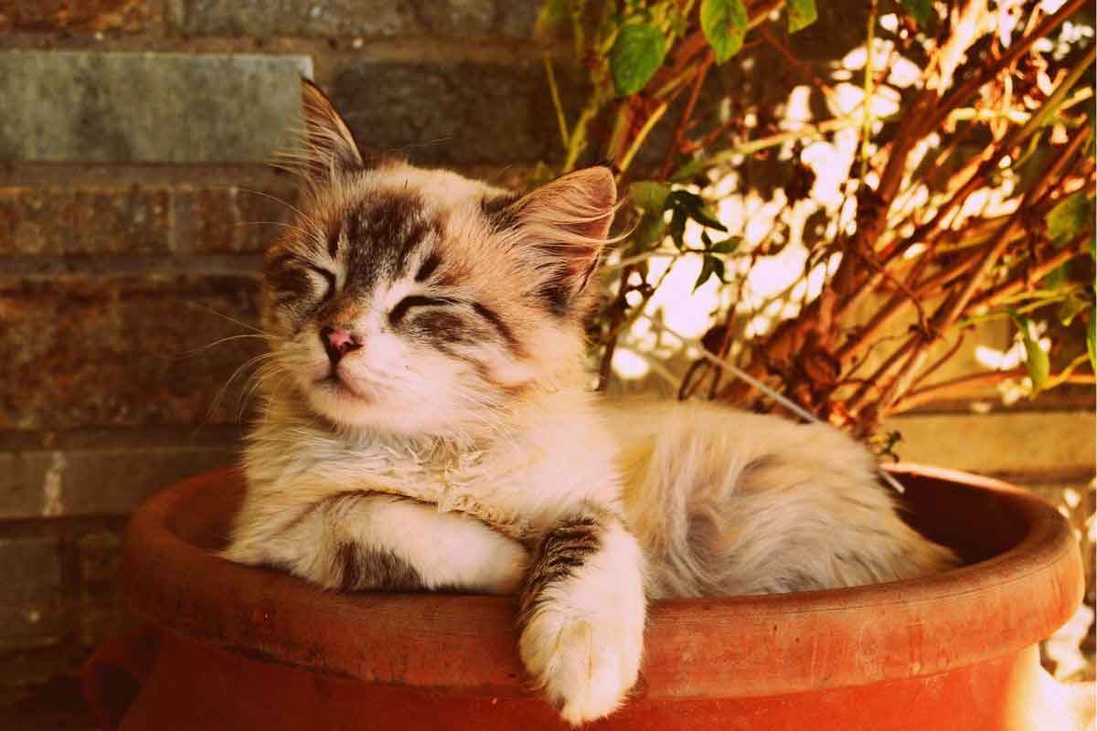 How Air Pollution Affects Pets