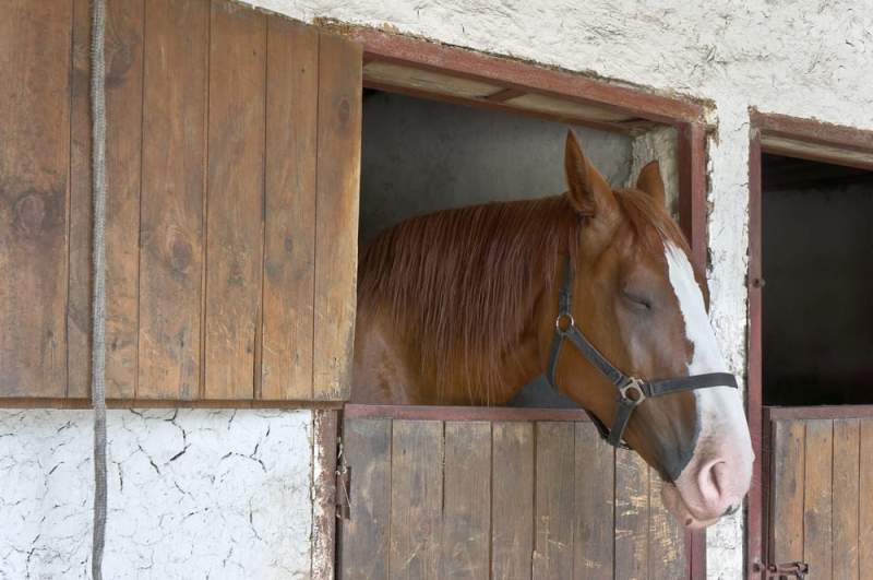 How Does A Horse Sleep How Does A Horse Sleep