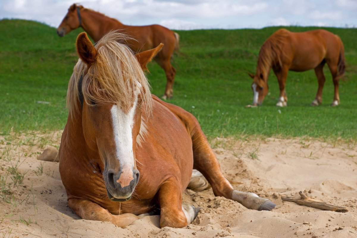 How Does A Horse Sleep