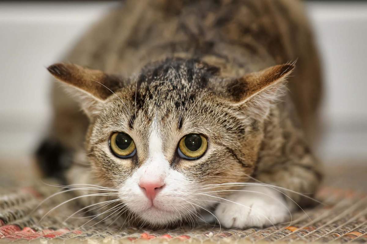 How to relax a stressed cat