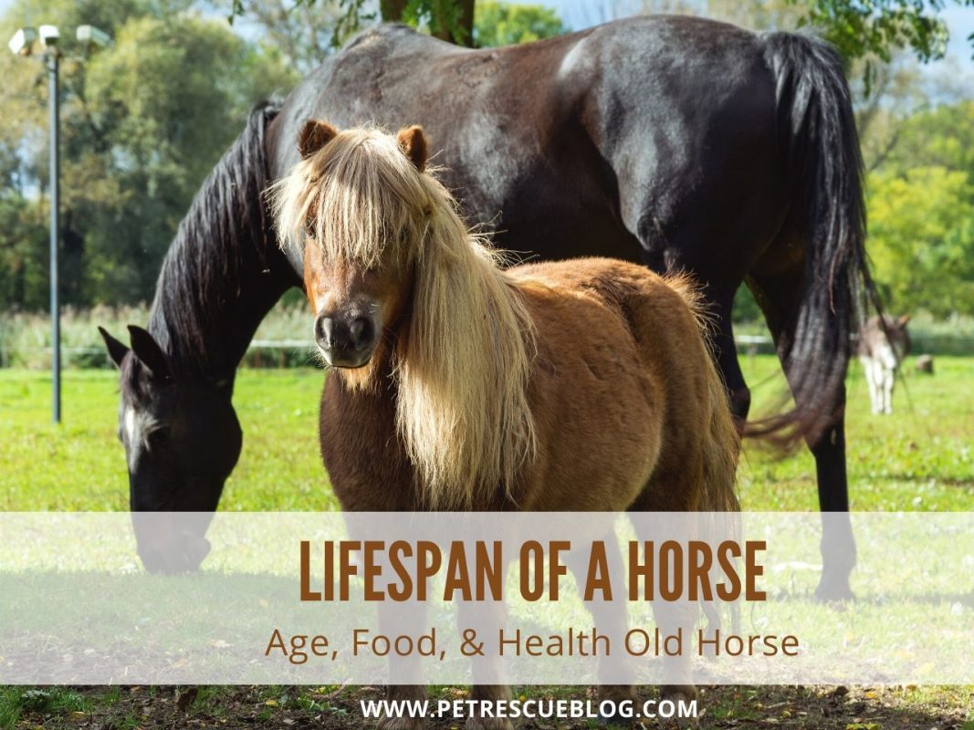 Lifespan of a Horse