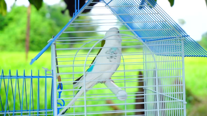 The Perfect Arrangement Of The Bird Cage