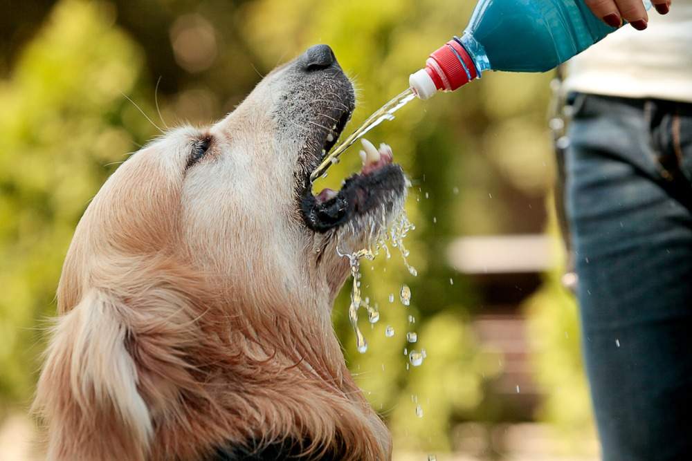 dog drink