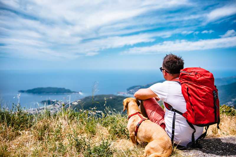traveling with your pet