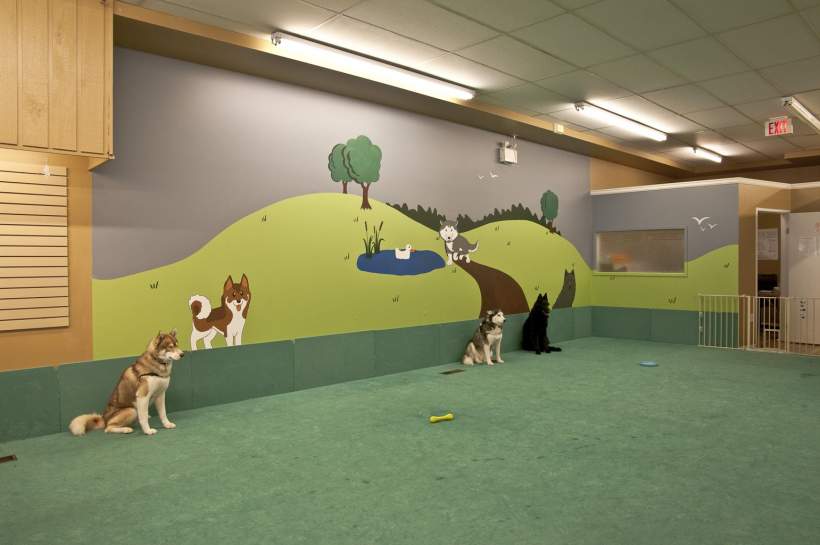 Dog Daycare