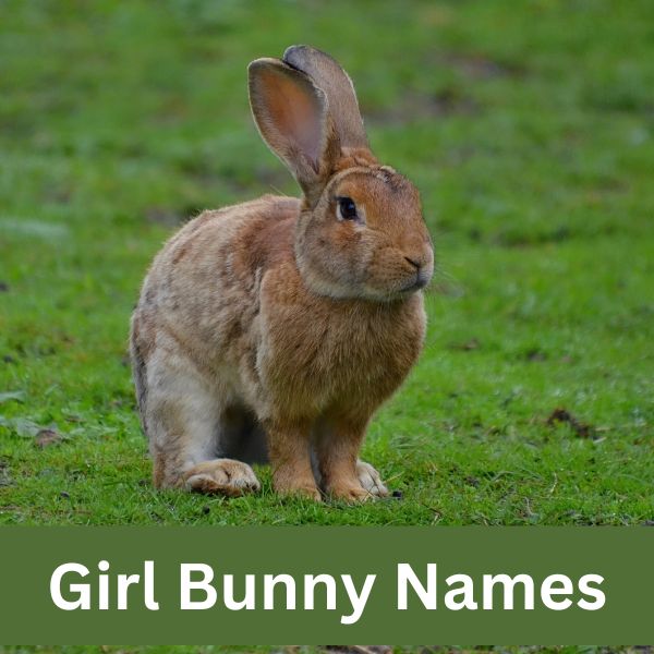 500+ Bunny Names For Your Pet Rabbit